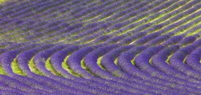 Rijen van paarse lavendel