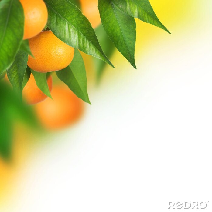 Fotobehang Rijpe mandarijnen groeien. Grens ontwerp