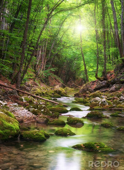 Fotobehang Rivier diep in de bergen bos
