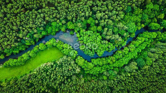 Fotobehang Rivier en groen bos in het landschapspark van Tuchola