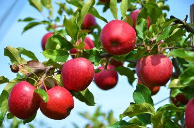Fotobehang Rode appels aan de boom