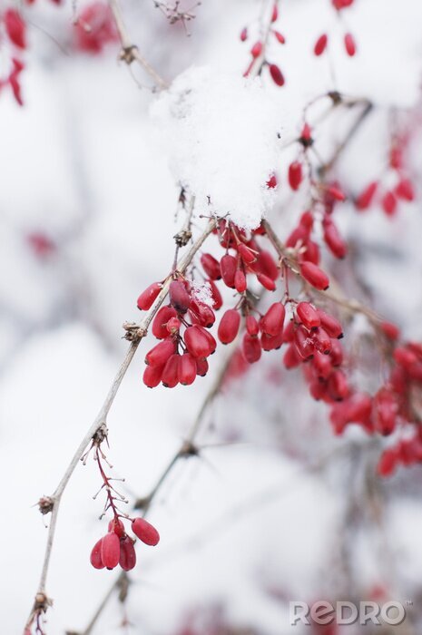 Fotobehang Rode bessen midden in de winterse natuur