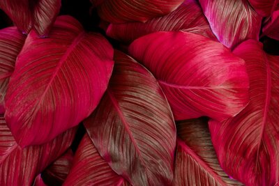 Fotobehang Rode bladeren