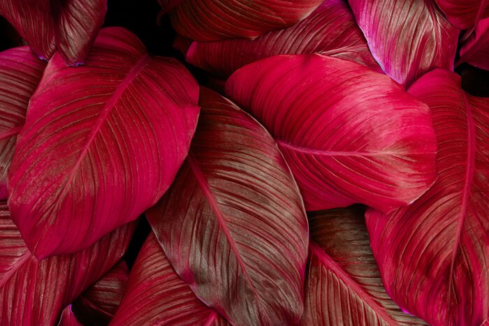 Fotobehang Rode bladeren