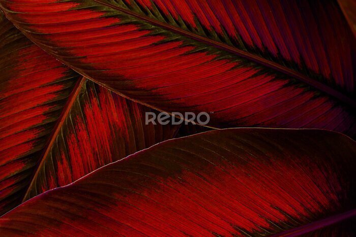 Fotobehang Rode bladeren textuur close-up