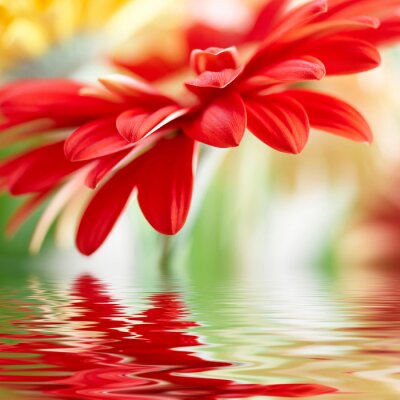 Fotobehang Rode bloem en water