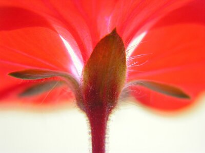 Fotobehang Rode bloem met onderaanzicht