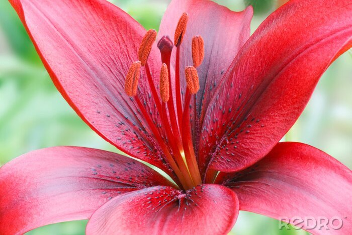 Fotobehang Rode bloem met stampers