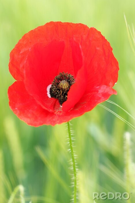 Fotobehang Rode bloem op de achtergrond van de weide