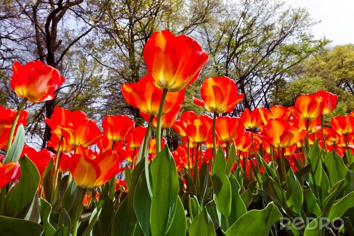 Fotobehang Rode bloemen en bomen
