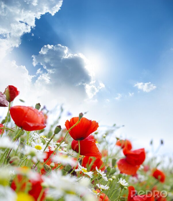 Fotobehang Rode bloemen en wolken