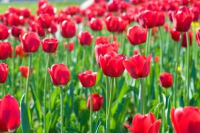 Fotobehang Rode bloemen in een veld