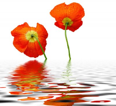 Fotobehang Rode bloemen in water