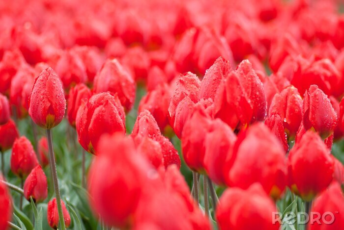 Fotobehang Rode bloemen met dauw