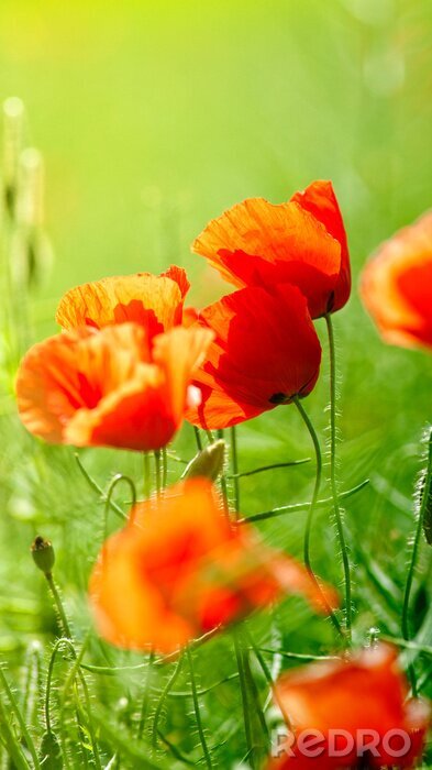 Fotobehang Rode bloemen op een groene weide