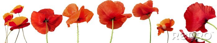 Fotobehang Rode bloemen op een rij gerangschikt