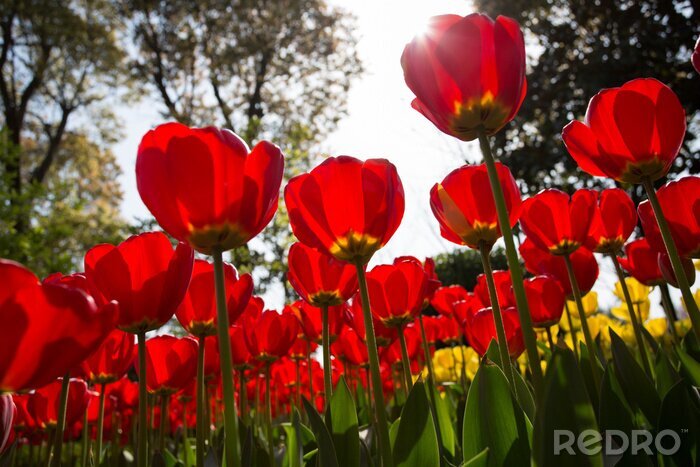 Fotobehang Rode bloemen verlicht door de zon