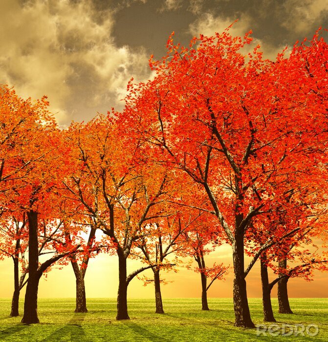 Fotobehang Rode bomen