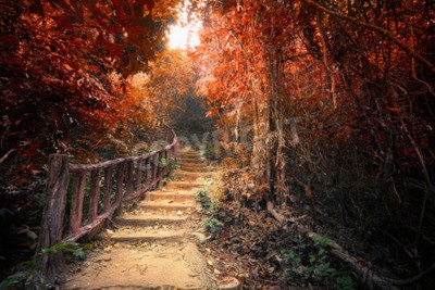 Fotobehang Rode bomen in de herfst