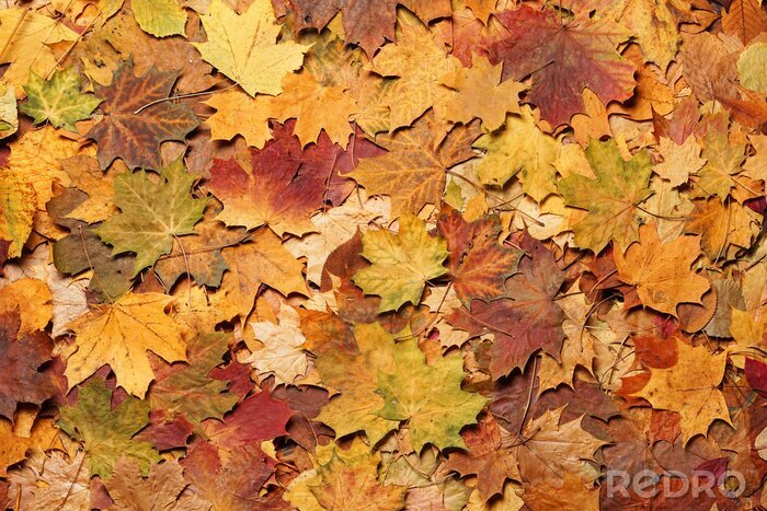 Fotobehang Rode en oranje herfstbladeren