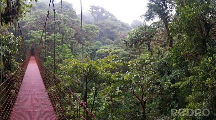 Fotobehang Rode hangbrug in jungle
