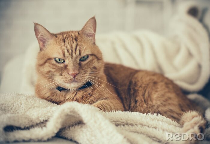 Fotobehang Rode kat op een deken