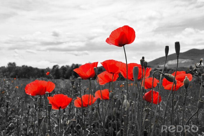Fotobehang Rode klaprozen en een monochrome weide
