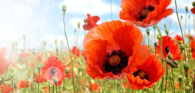 Fotobehang Rode klaprozen in het veld