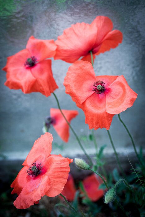 Fotobehang Rode klaprozen op een achtergrond van water