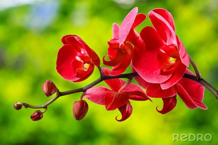 Fotobehang Rode orchidee in de tuin