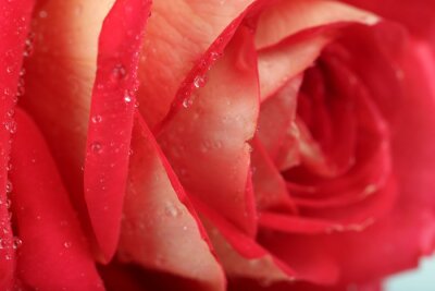 Fotobehang Rode roos en dauwdruppels