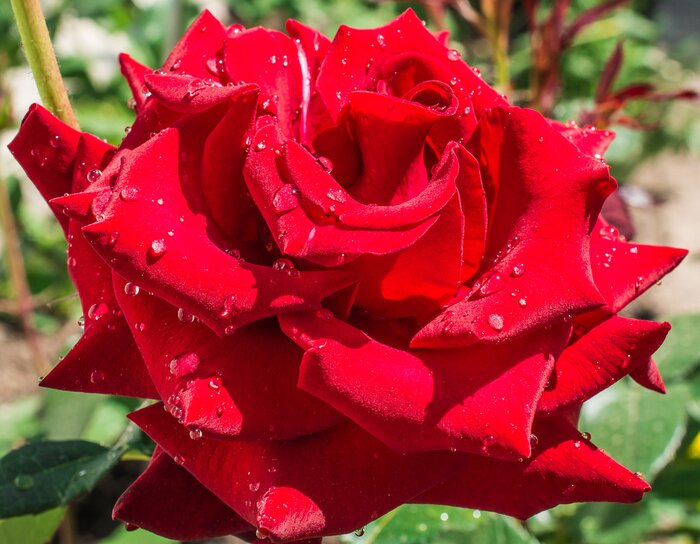 Fotobehang Rode roos en waterdruppels