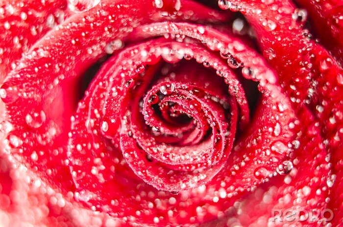 Fotobehang Rode roos met regendruppels close-up