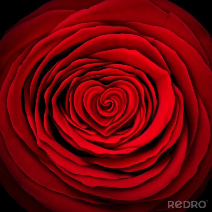 Fotobehang Rode roos op zwarte achtergrond