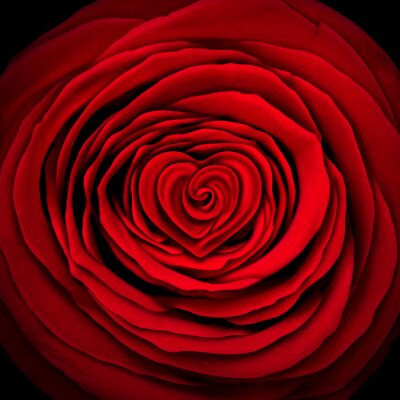 Fotobehang Rode roos op zwarte achtergrond