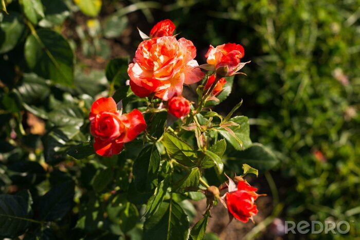 Fotobehang Rode rozen 3D