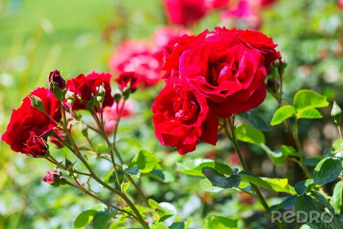 Fotobehang Rode rozen uit het park