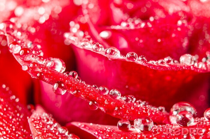 Fotobehang Rode rozenblaadjes in druppels