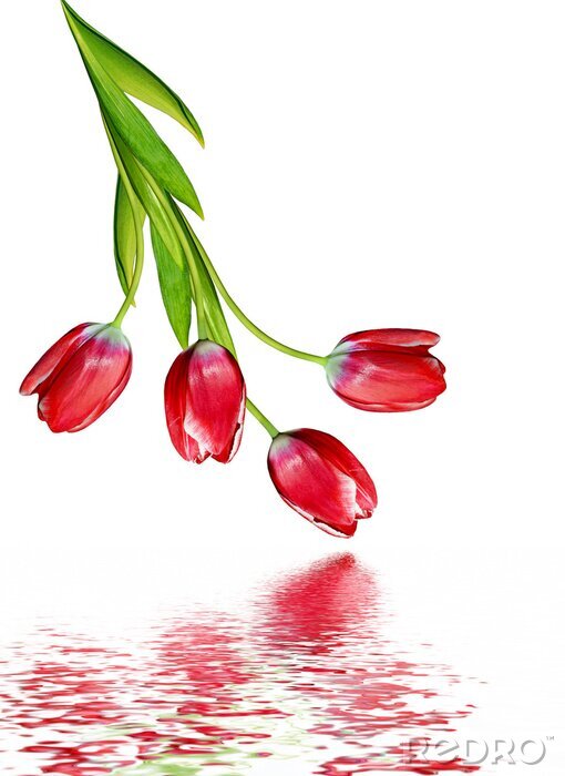 Fotobehang Rode tulpen aan het water