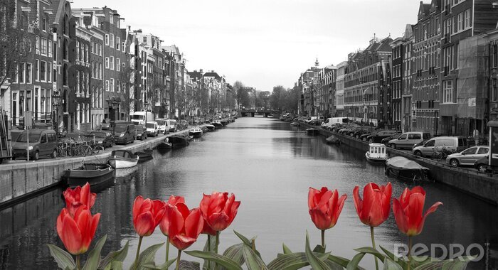 Fotobehang Rode tulpen in Amsterdam