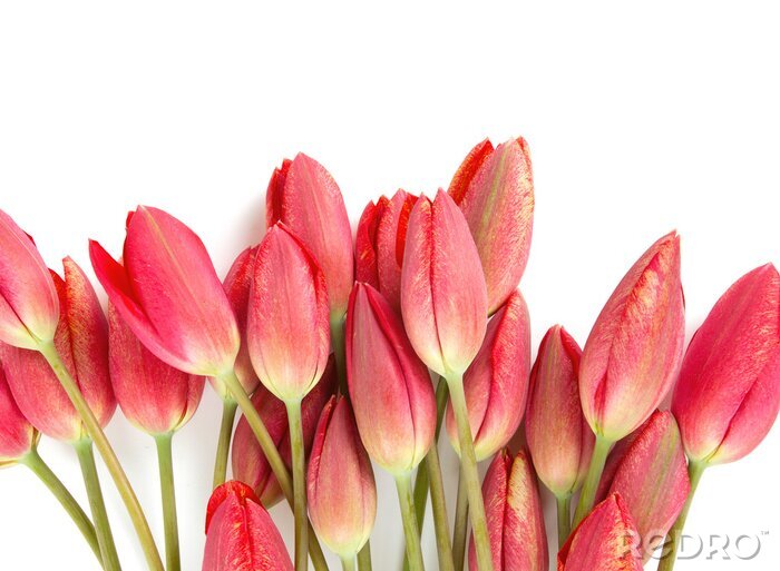 Fotobehang Rode tulpen op een lichte achtergrond