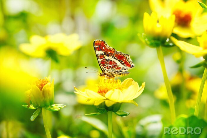 Fotobehang Rode vlinder en gele bloemen