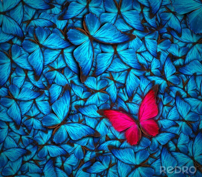 Fotobehang Rode vlinder tussen blauwe insecten
