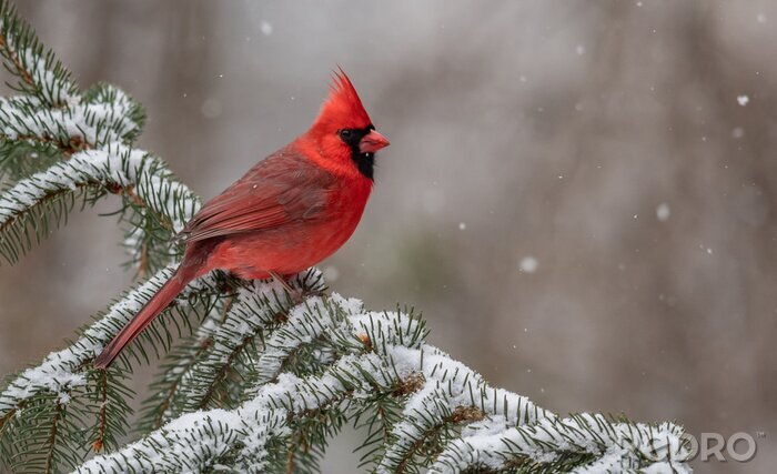 Fotobehang Rode vogel in de sneeuw
