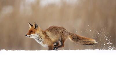 Fotobehang Rode vos in de sneeuw