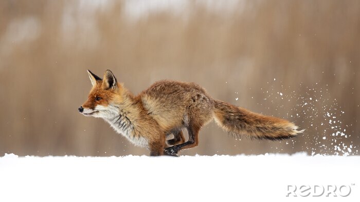 Fotobehang Rode vos in de sneeuw