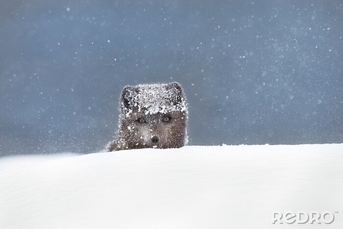 Fotobehang Rode vos in de sneeuw portret