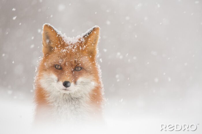 Fotobehang Rode vos in de sneeuwvlokken
