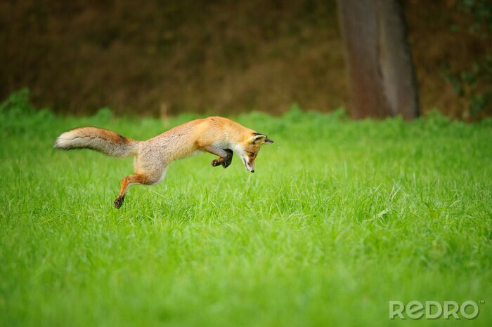 Fotobehang Rode vos op jacht, mousing op grasgebied