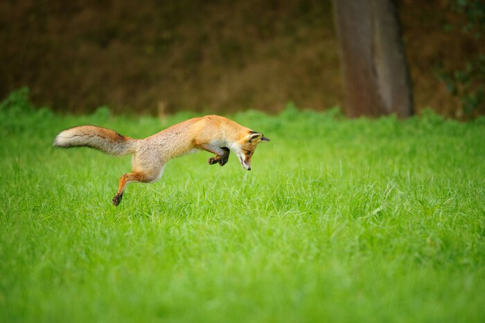 Fotobehang Rode vos op jacht, mousing op grasgebied